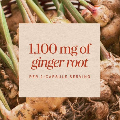 Nature's Way Ginger Root Capsules,1,100 mg per Serving, Vegan, 240 ct
